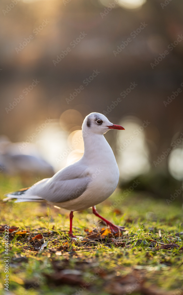 Black headed gull (Chroicocephalus ridibundus) on the Swedish west coast. Blurred background. Black headed gull (Chroicocephalus ridibundus) on the Swedish west coast. Blurred background.