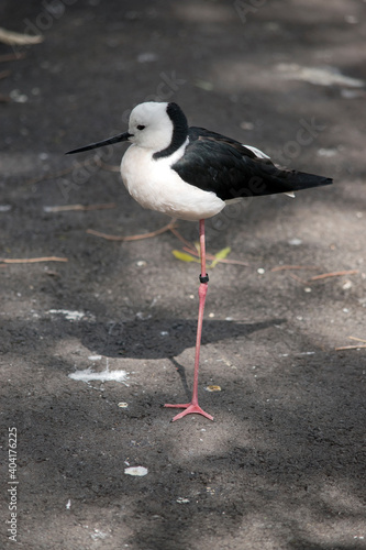 this is a side view of a black necked stilt © susan flashman