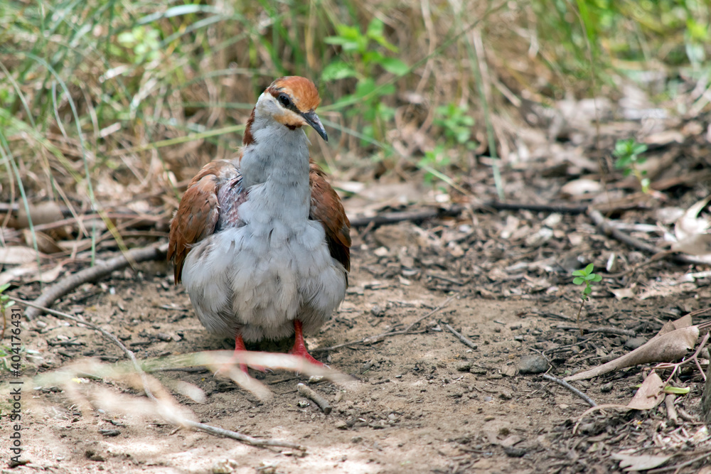 the brush bronzewing is looking for food the brush bronzewing is looking for food