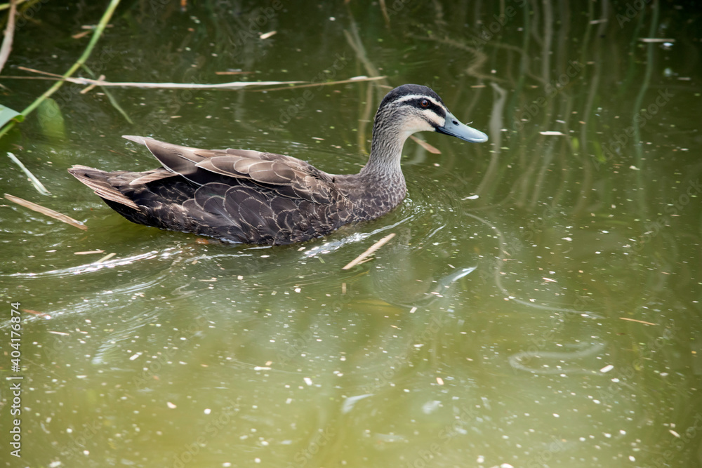 this is a side view of a Pacific black duck