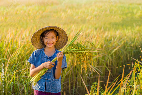 Farmer girl The rice is being harvested in the fields