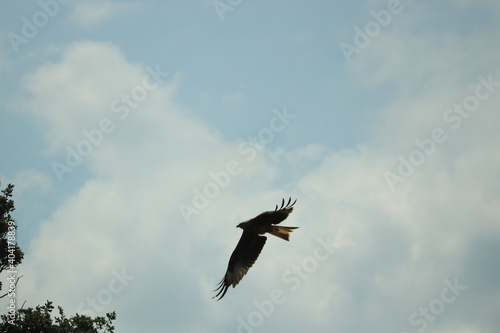 Hawk circling carrion looking for lunch © Stephen
