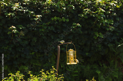 Bluetit pecking on seeds in a bird feeder in Exmoor photo