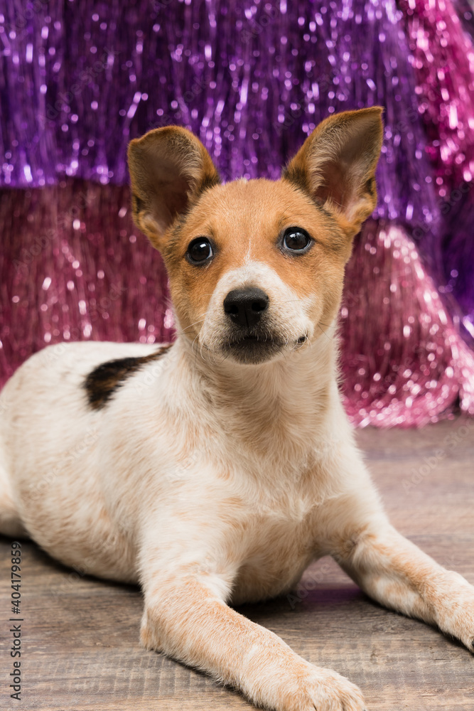 Adorable Jack Russel puppy in sparkly finge background