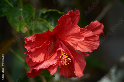 red hibiscus flower © Marvin