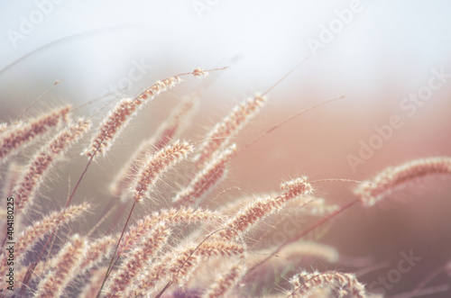 Group of grass flower in soft brown and vintage tone