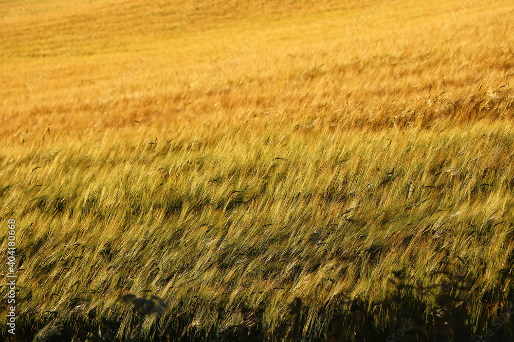 Obraz premium Corn fields within Restormel Manor grounds