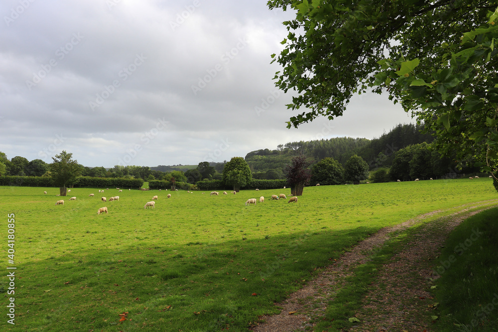 Sheep in the fields of Restormel Manor Sheep in the fields of Restormel Manor