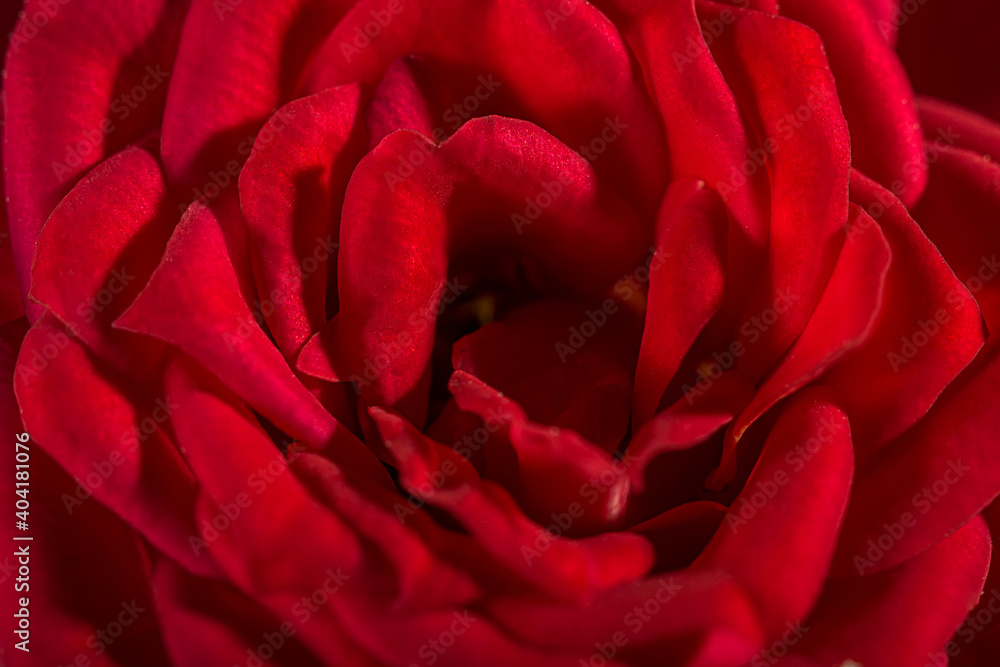 Naklejka premium Red rose macro, garden bush flower. Close-up with a shallow depth of field.