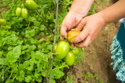 Solanum lycopersicum - Woman's hands harvesting organic tomatoes from greenhouse