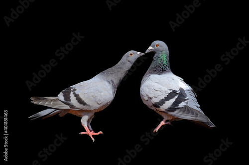 pigeon isolated to black