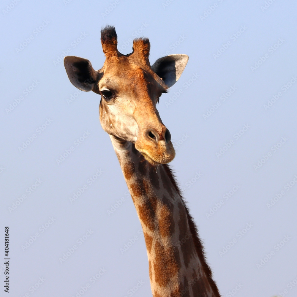 Obraz premium closeup of african giraffe