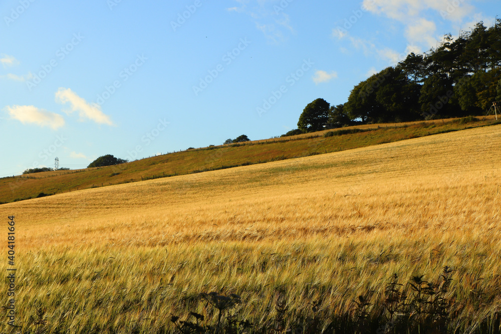 Corn fields within Restormel Manor grounds