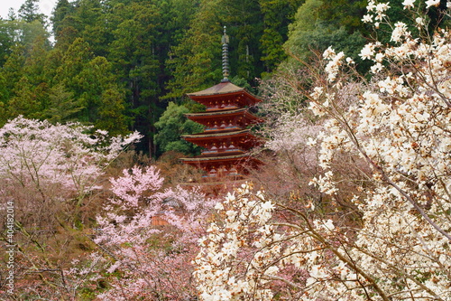 春の長谷寺 Hasedera Temple in spring （奈良県桜井市初瀬 Hatsuse, Sakurai City, Nara Prefecture,Japan、真言宗豊山派総本山　西国三十三所　第8番札所） photo