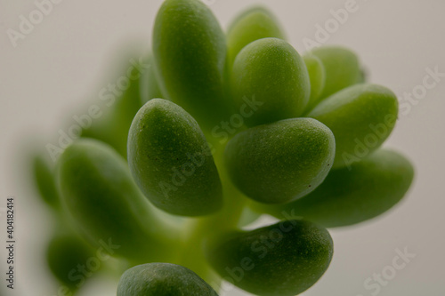 close up of green plant