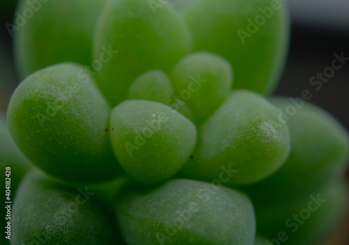 green grapes on a white background