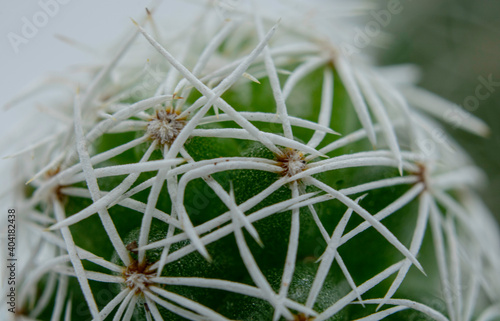 cactus close up