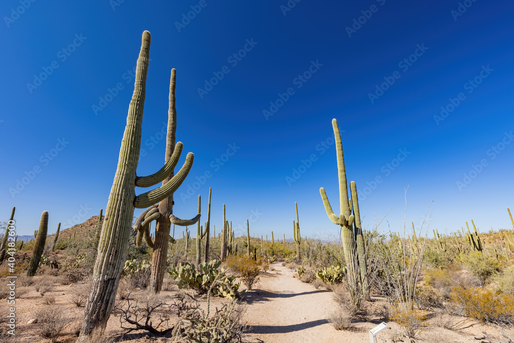 Sunny view of the Saguaro National Park