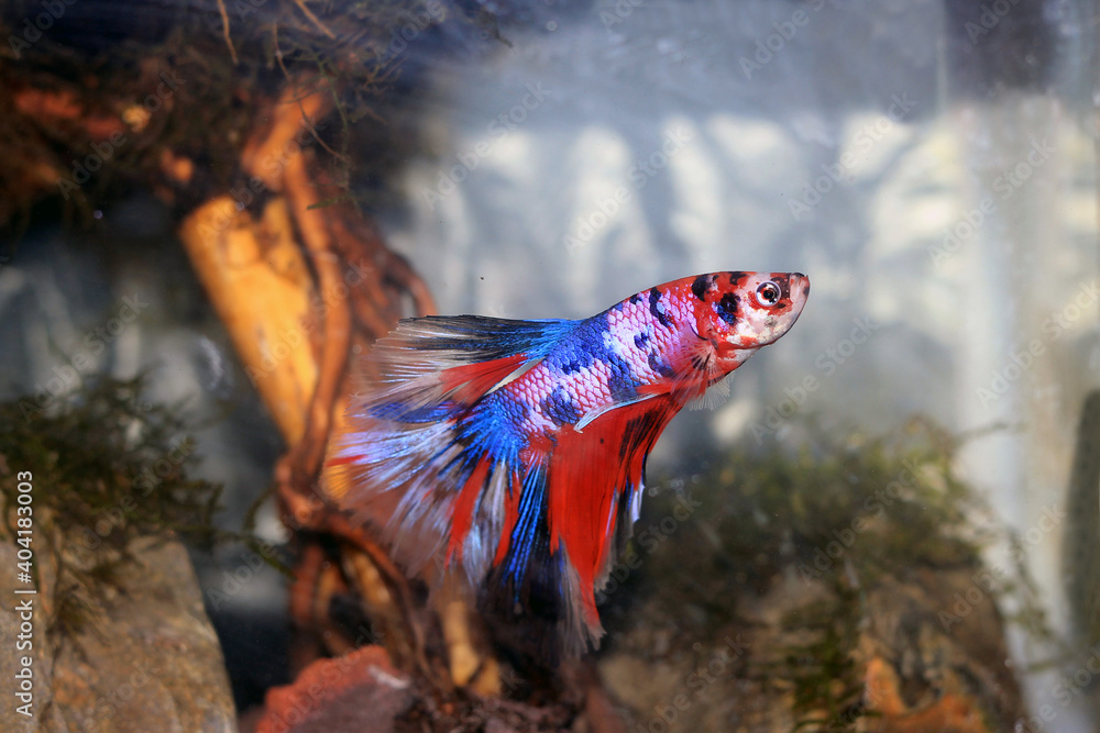 Obraz premium Halfmoon Koi Betta in the aquarium.