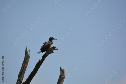 Cormorant bird on a branch