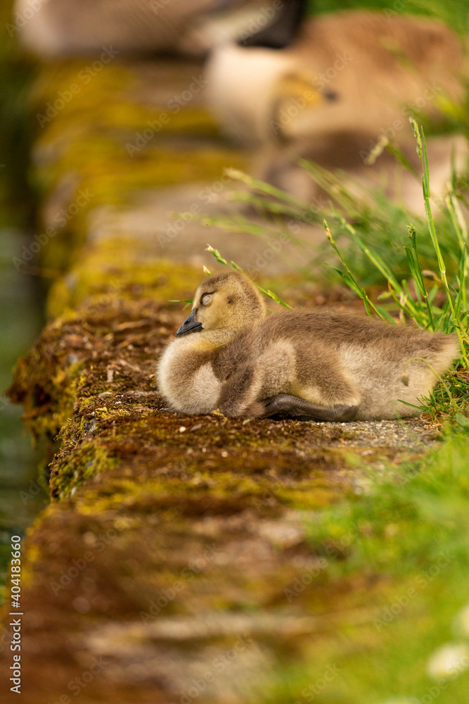 Obraz premium Portrait of little yellow goslings (baby goose) swimming, walking, sitting, and eating on the green grass and flowers by the water