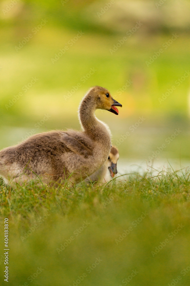 Portrait of little yellow goslings (baby goose) swimming, walking, sitting, and eating on the green grass and flowers by the water