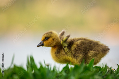 Portrait of little yellow goslings (baby goose) swimming, walking, sitting, and eating on the green grass and flowers by the water
