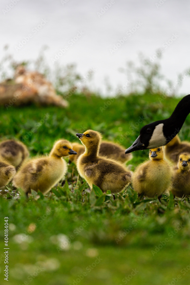 Portrait of little yellow goslings (baby goose) swimming, walking, sitting, and eating on the green grass and flowers by the water Portrait of little yellow goslings (baby goose) swimming, walking, sitting, and eating on the green grass and flowers by the water
