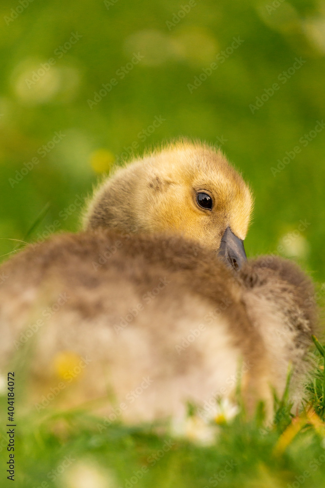 Portrait of little yellow goslings (baby goose) swimming, walking, sitting, and eating on the green grass and flowers by the water Portrait of little yellow goslings (baby goose) swimming, walking, sitting, and eating on the green grass and flowers by the water