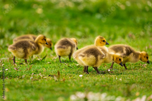 Portrait of little yellow goslings (baby goose) swimming, walking, sitting, and eating on the green grass and flowers by the water © Gabi