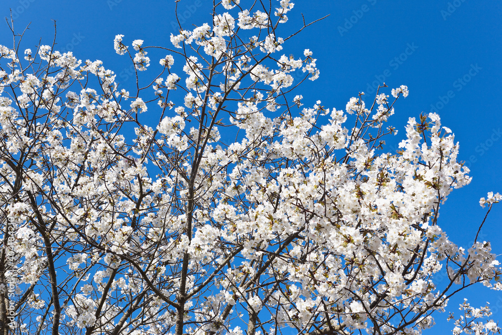 青空を背景に満開の山桜	