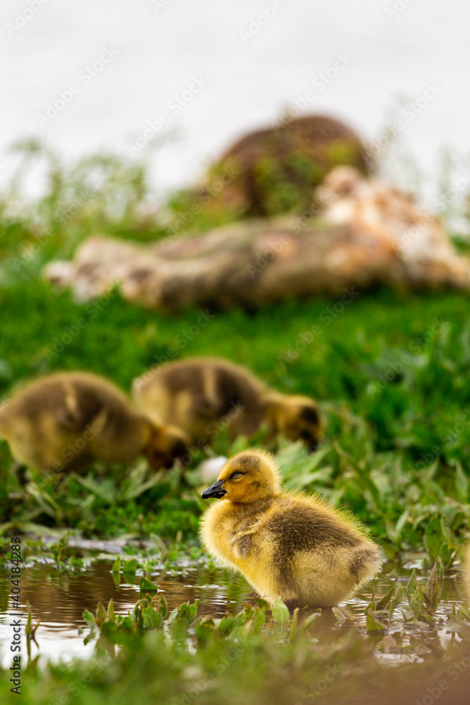 Portrait of little yellow goslings (baby goose) swimming, walking, sitting, and eating on the green grass and flowers by the water Portrait of little yellow goslings (baby goose) swimming, walking, sitting, and eating on the green grass and flowers by the water