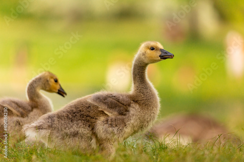 Portrait of little yellow goslings (baby goose) swimming, walking, sitting, and eating on the green grass and flowers by the water © Gabi