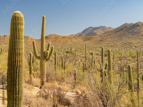 Sunny view of the Saguaro National Park