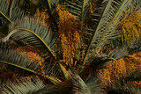 Hojas de palmera en primer plano con sus frutos visibles