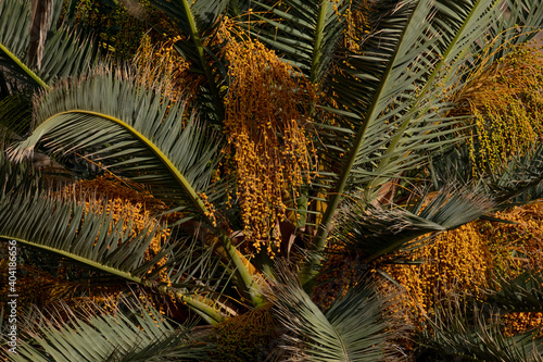 Hojas de palmera en primer plano con sus frutos visibles