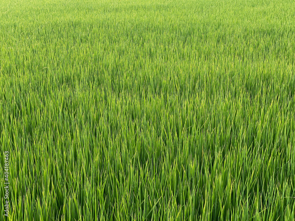 Rice paddy field in Thailand Rice paddy field in Thailand