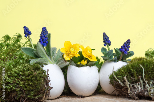Colorful spring flowers in egg shell flowerpot for Easter on yellow eco background with moss and wooden podium. Easter greeting card concept in trendy minimal style, copy space