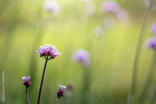 The background image of the colorful flowers