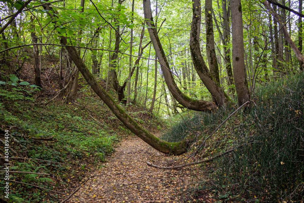 A ravine in a forest with twisted trees growing on a slope