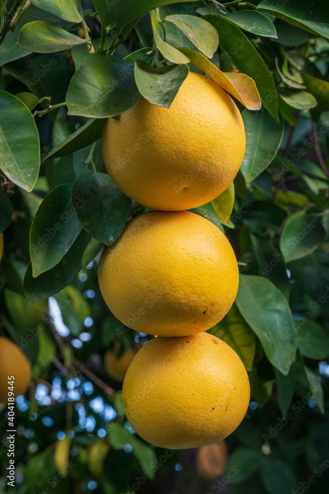 grapefruits on tree grapefruits on tree