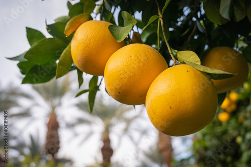 grapefruits on tree
