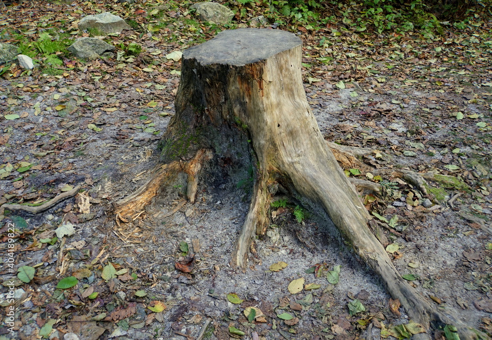 A large tree stump on the ground A large tree stump on the ground