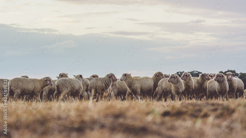 Obraz premium The Lambs