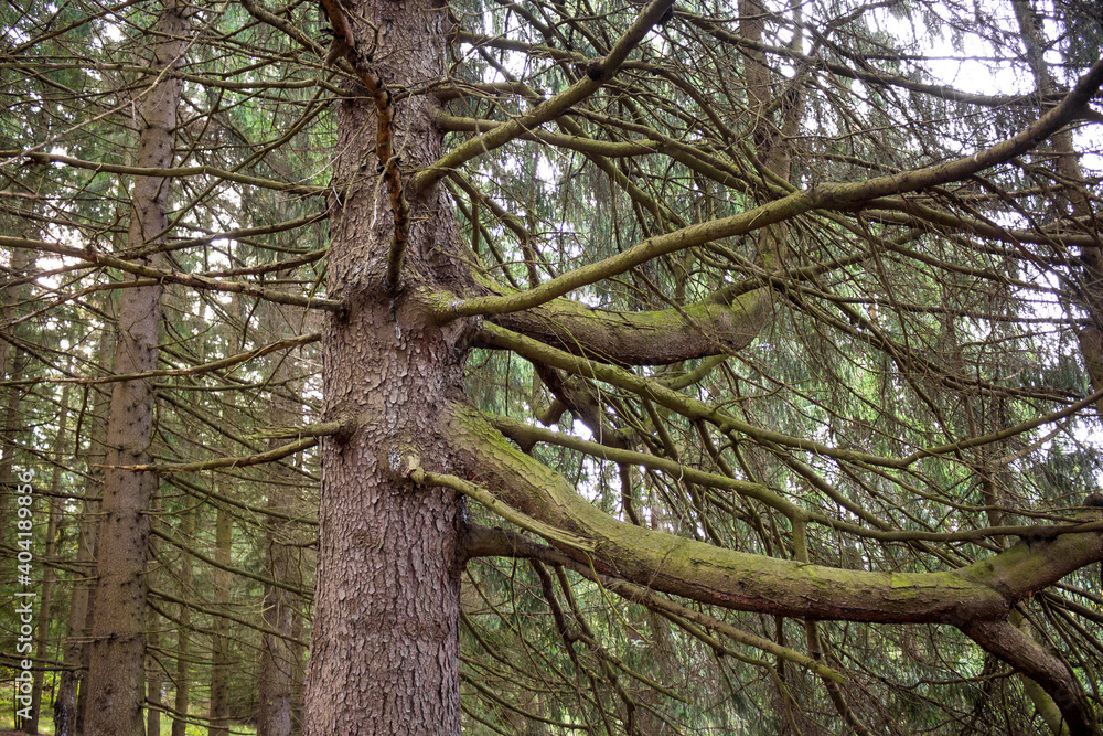 Obraz premium An old spruce with thick mighty branches in a spruce forest