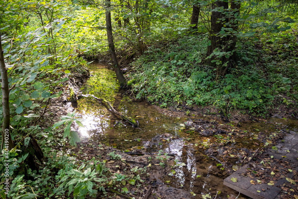 Small picturesque stream in green forest Small picturesque stream in green forest