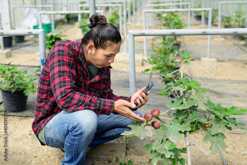 Asian young man farmer using smartphone for management in organic fig farm greenhouse