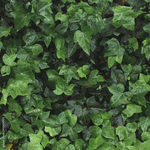 Wall green ivy. Leaves background or texture. Hedera helix
