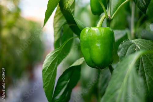 Stampa su tela Green bell pepper hanging on the tree In the organic garden