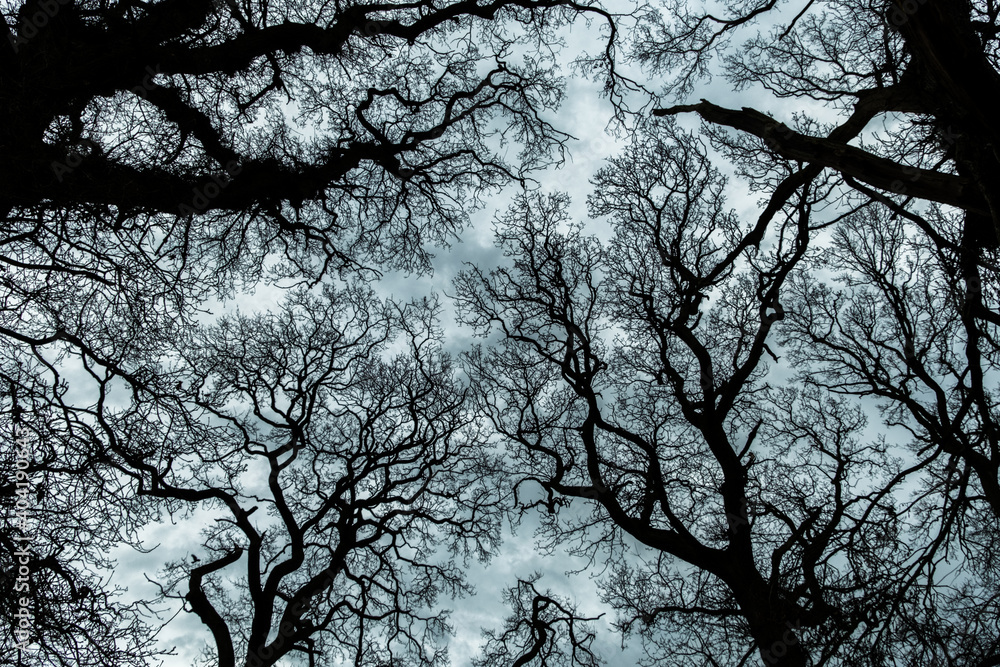 Wide angle shot of tree tops in Irish forest Wide angle shot of tree tops in Irish forest